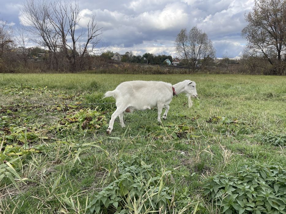 Продам козу и козлика