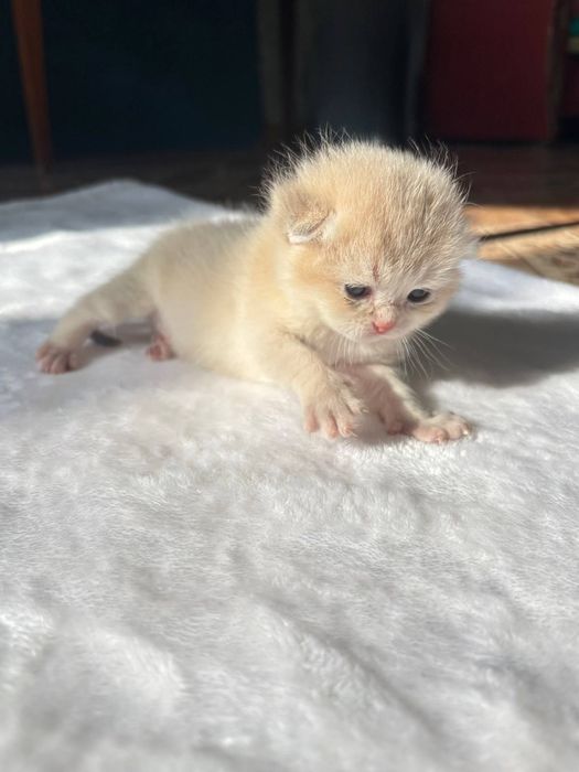 Бронь на кошенят золота шиншила