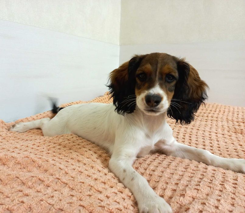 Цуценя РМС руський мисливський спаніель російський спанієль 4 міс ЛАВА