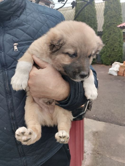 Продам цуценят Алабая