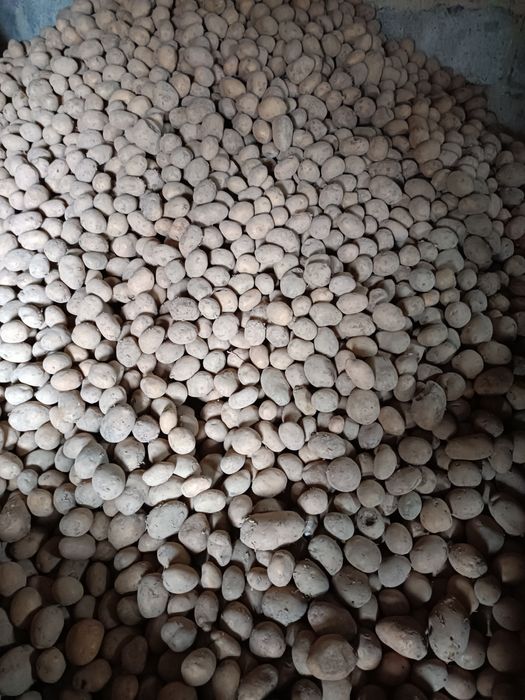 Ziemniaki jadalne soraya