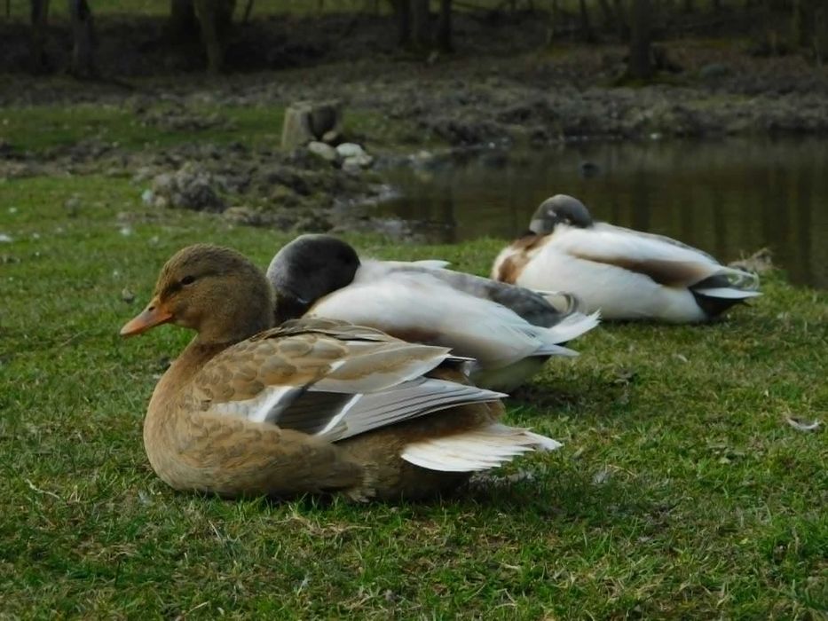 Kaczki Call Duck