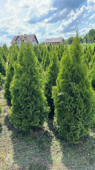 Tuje szmaragd sadzenie transport