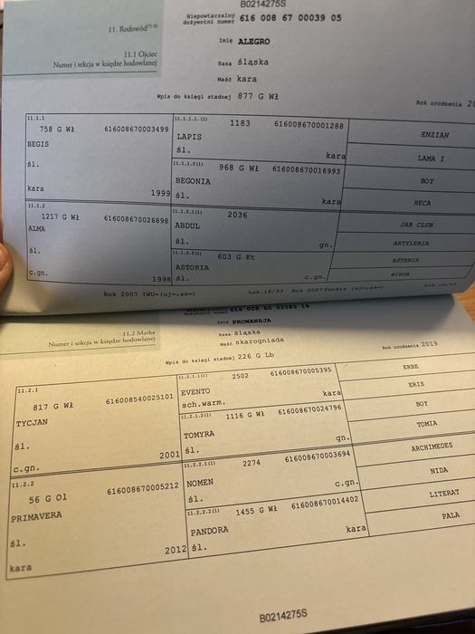 Klaczka śląska odsadek 7 miesiecy