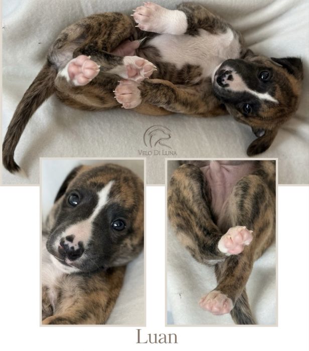 Chart angielski Whippet Samiec ZKWP/FCI
