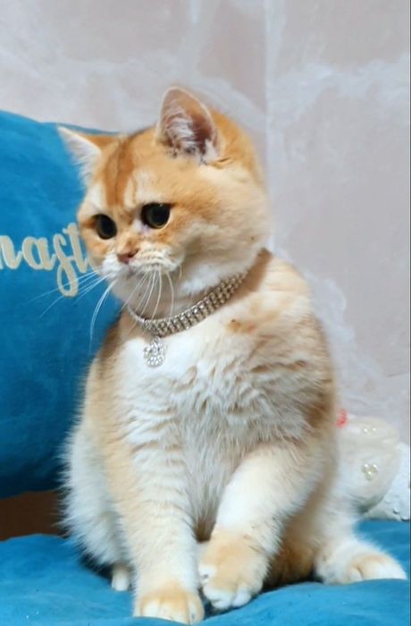 Золотой британский котенок