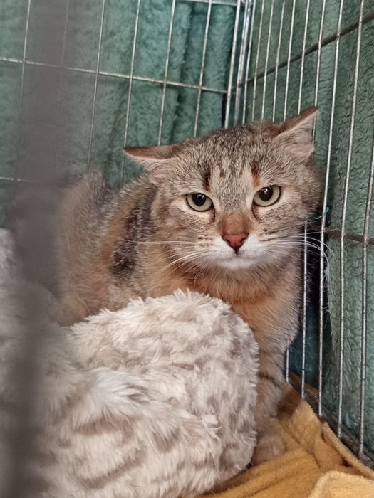 Wykastrowana kicia do adopcji