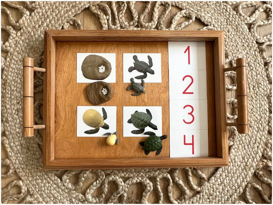 Tartaruga - Ciclo de Vida - Montessori