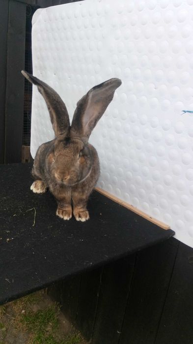 KROLIKI Belgijskie Sprzedam