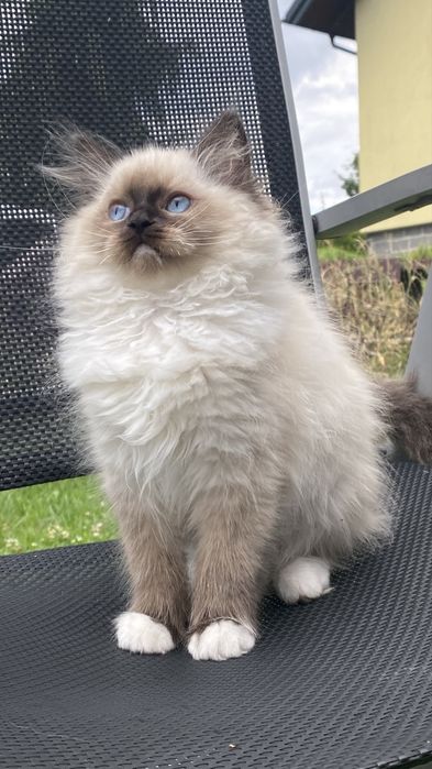 Kotka ragdoll gotowa do opuszczenia hodowli