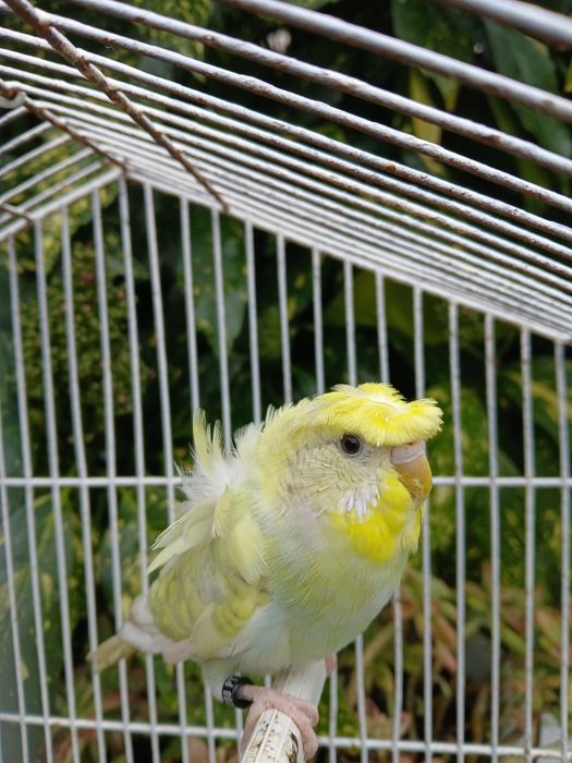 Periquitos Hagoromo Spangle