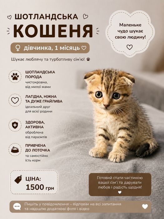 Продам Шотландських кошенят