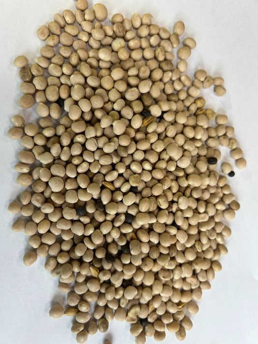 Łubin słodki biały