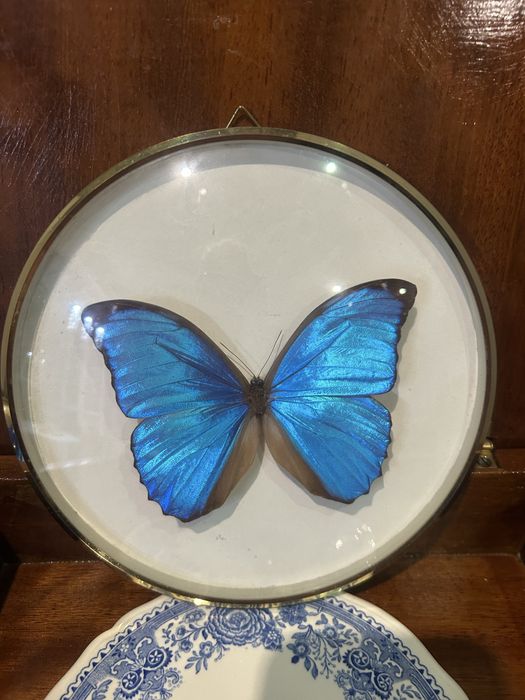 Obraz motyl niebieski za szkłem  Morho menelaus z Kolumbi