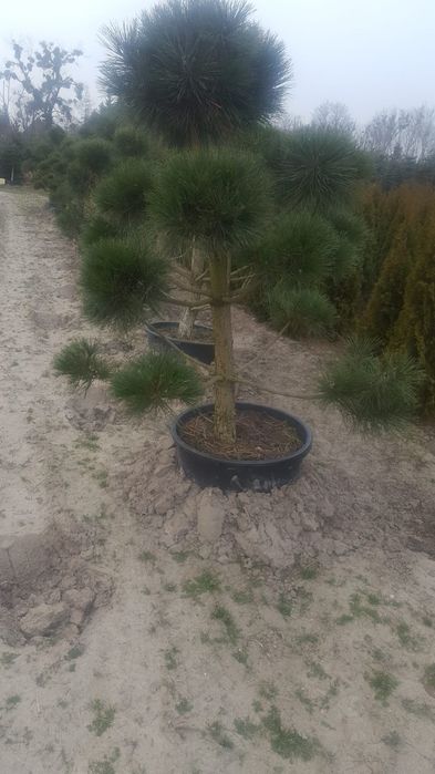Bonsai ogrodowe. Szkółka Krupocin.