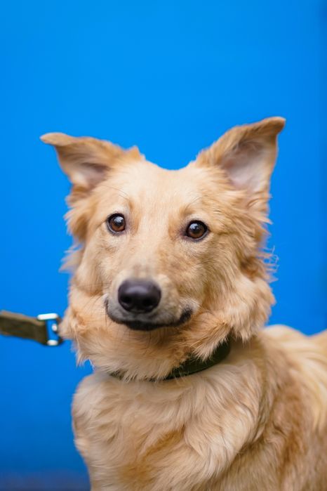 Гарна та слухняна Лола в добрі руки!