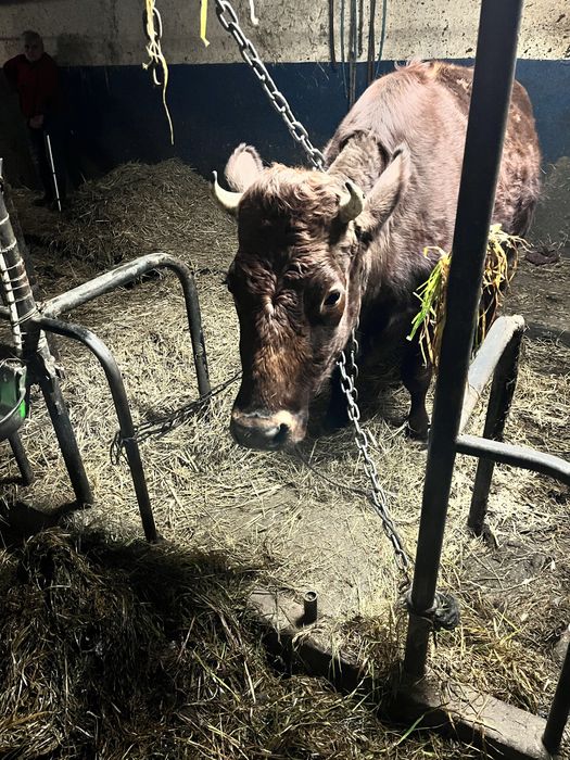 Jałówka wysokocielna mleczne