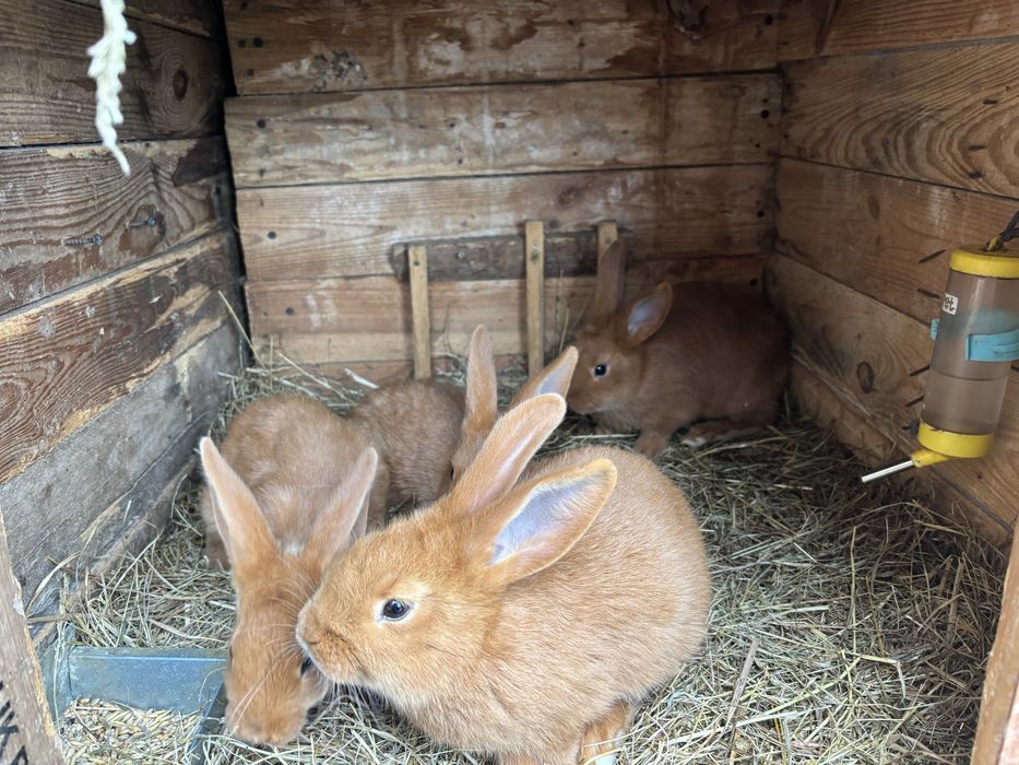 Króliki nowozelandzkie