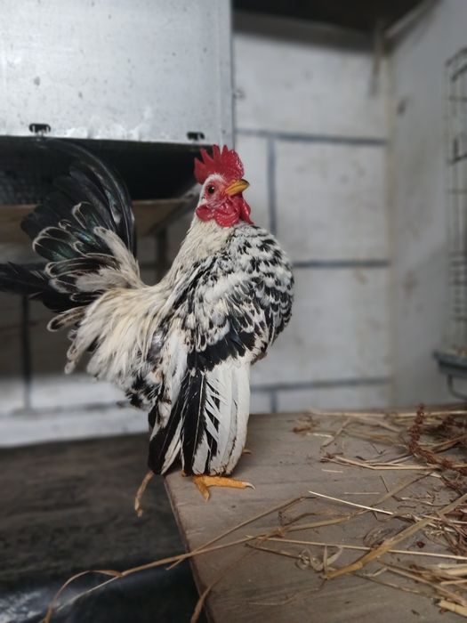 Galinhas raça Serama/Ovos