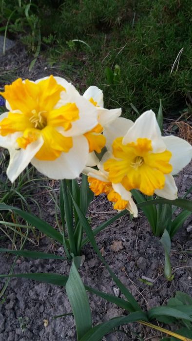 Нарциссы , тюльпаны