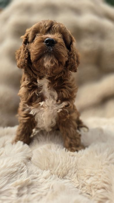 Piesek cavapoo f1  do odbioru koniec lipca