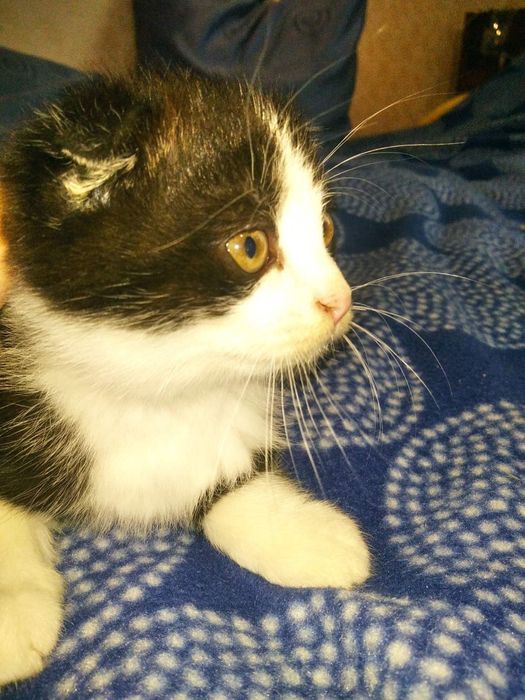 Котики потребують домівки!