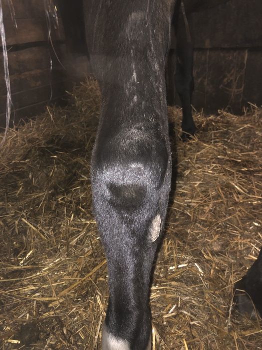 Obornik koński za darmo