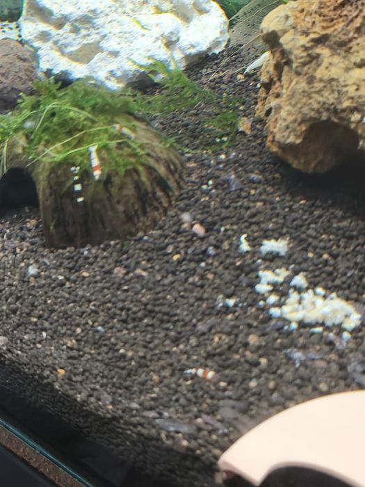 Camarões Caridina Crystal Red/black/white/tiger