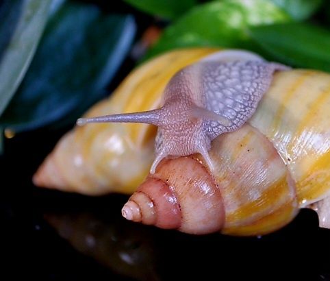 Lissachatina fulica rodatzi ślimak afrykański