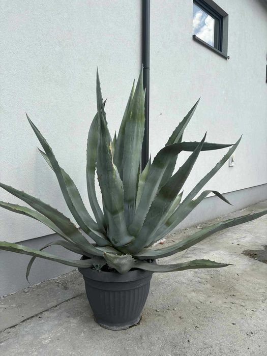 Agawa , BARDZO DUY kaktus czyca  OLX.pl