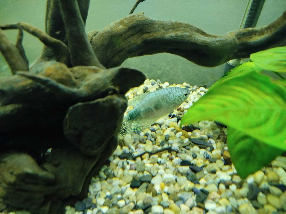 Rybki akwariowe + rośliny