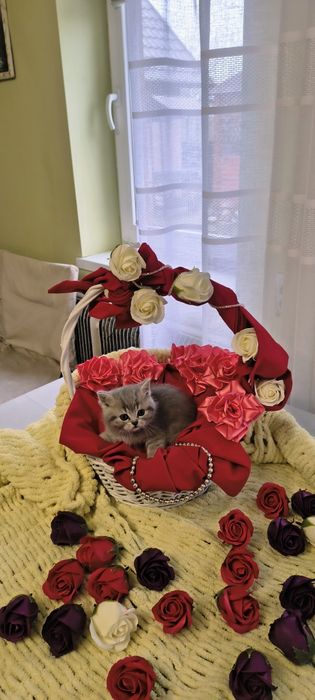 Продається срібна кішечка