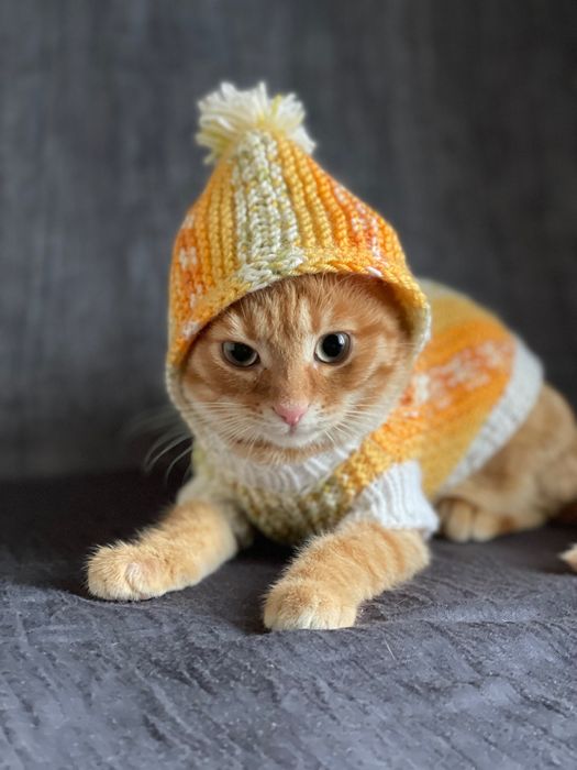 Котята котики отдам котенок мальчик