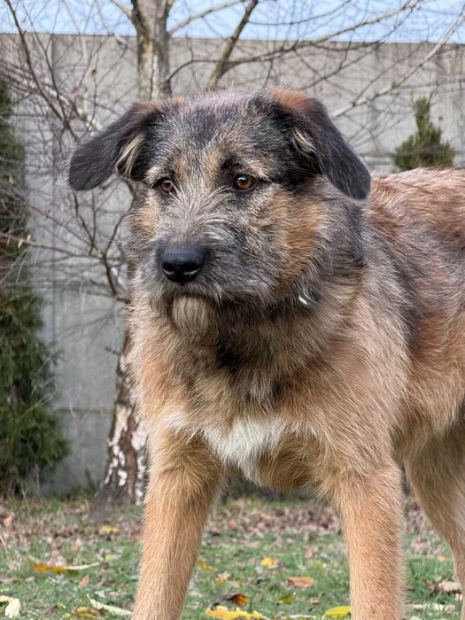 Dosia- miła, radosna dziewczynka szuka nowego domku :)