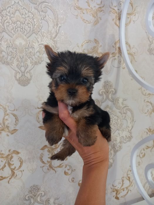 Радость в   дом !