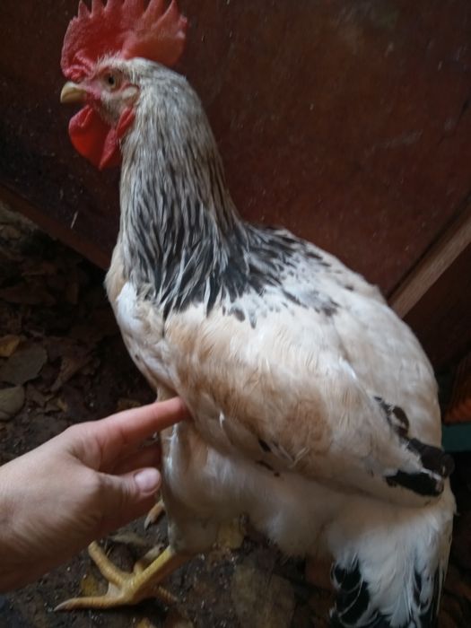 Петух Адлер серебристый 6 мес . Доминант рубиновый Венгерский 6 месяц.