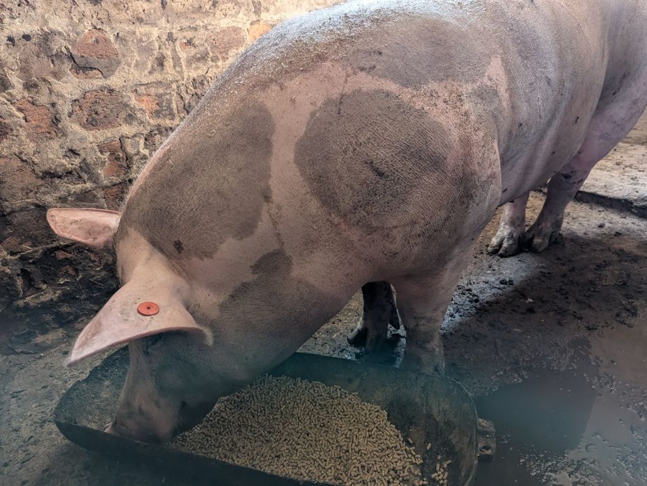 Спермодози кнурів