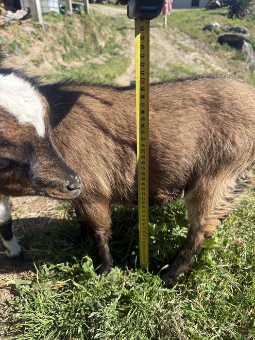Cabra micro ana mona sem orelhas