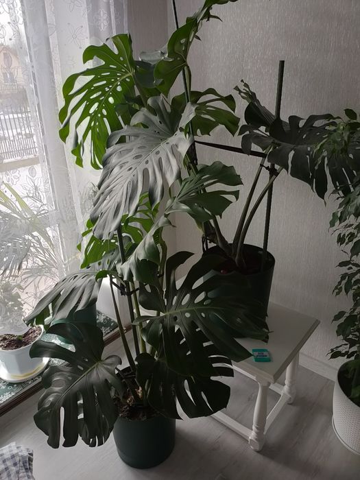 Kwiat monstera 140 cm