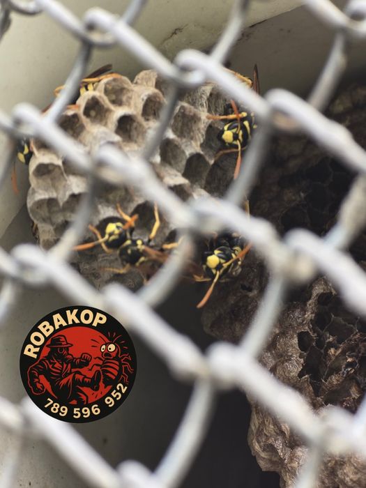 Odpluskwianie/Dezynsekcja/Osy/Szerszenie/Karaczany