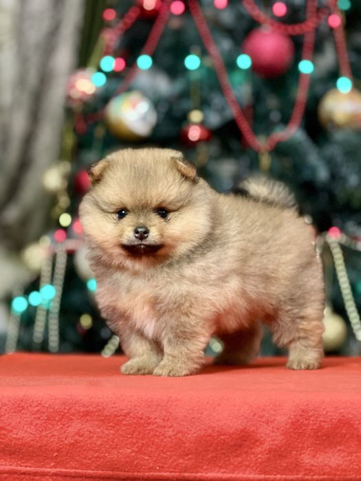 Померанський шпіц