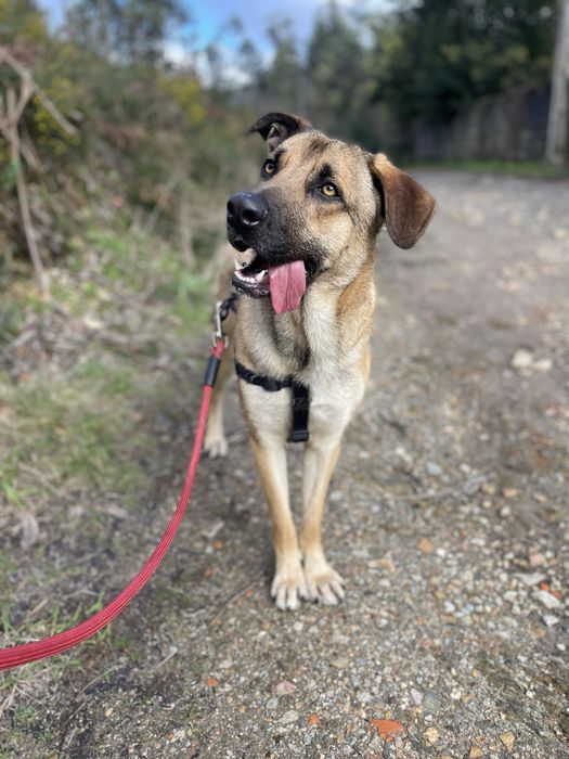 Cachorrao 1 ano meigo porte grande