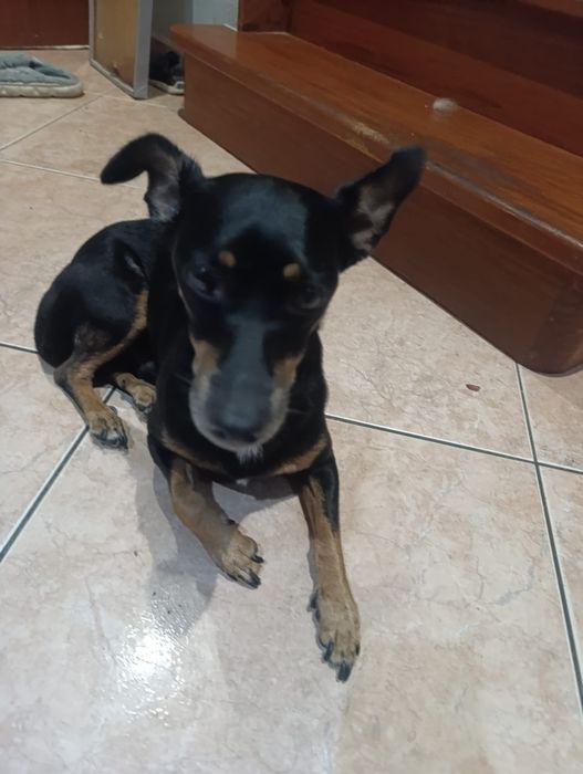 Dá-se cão pinscher