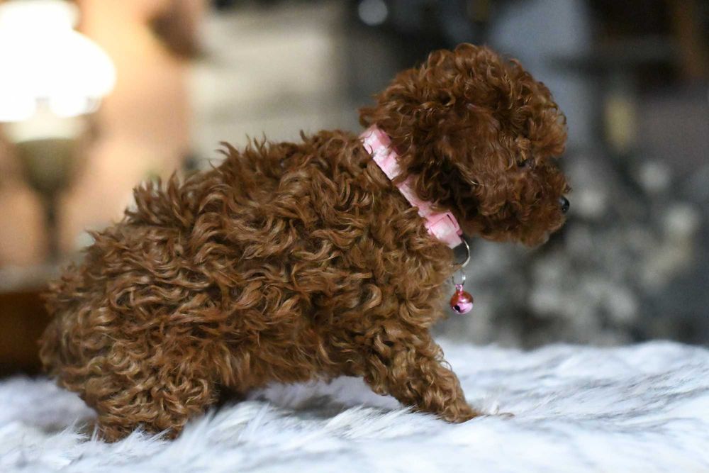 Pudelek toy sunia UMA toy red brown