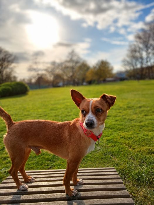 Adoção cão e cadela porte pequeno