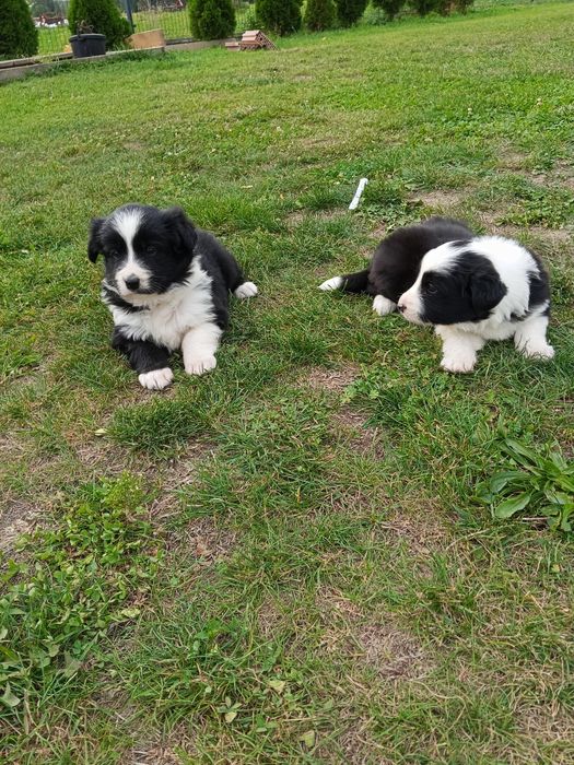 Suczki border collie