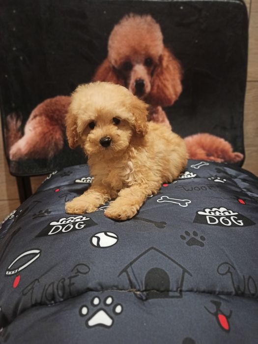 Пудель дівчинка Манюня