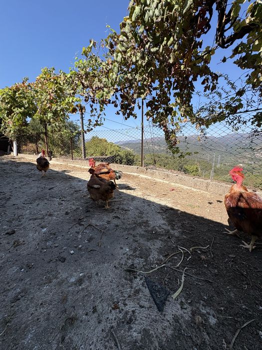 Galos para venda
