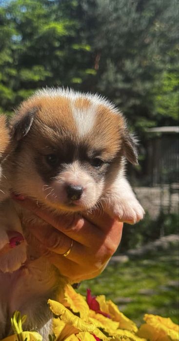 Welsh corgi pembroke - piekny piesek FCI