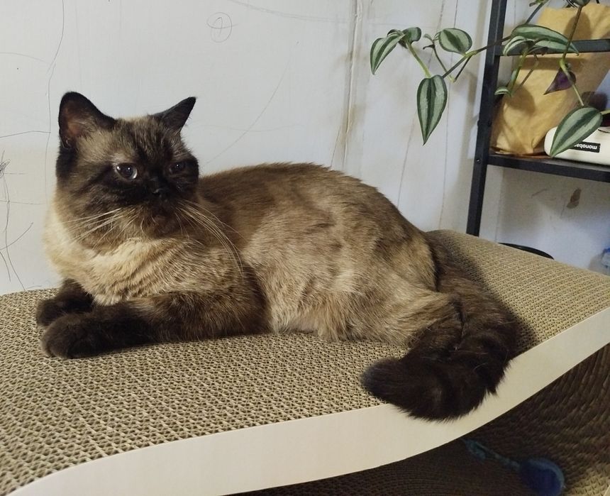 Кошенята шотландські (скотіш-страйт)